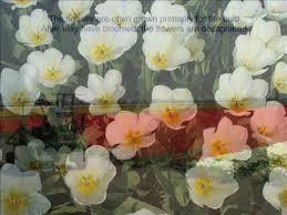 Maybe you would like to learn more about one of these? Netherlands The Bulb Region Holland S Flower Growing Region De Bollenstreek Youtube