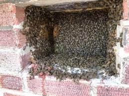 Maybe you would like to learn more about one of these? 10 000 Braintree Bees Gatecrash House Swarming Party Braintree And Witham Times