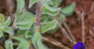 Image result for Aptosimum elongatum