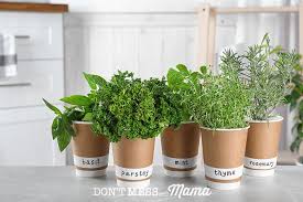 Green growing sage, oregano, thyme, basil, mint and oregano. 35 Foods You Can Grow Indoors Don T Mess With Mama