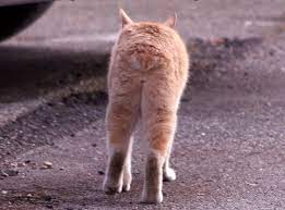 1, the comedian claims that it would be foolish to get rid of haters. Gaupelignende Katt