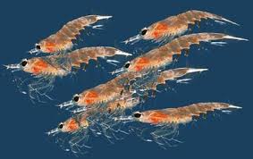 Learn more about krill oil uses, benefits, side effects, interactions, safety concerns, and effectiveness. Krill Oil Wikivites Com Free Vitamin Encyclopedia Krill Ocean Animals Fly Fishing Flies Pattern