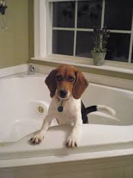 Who Doesn T Like A Nice Bubble Bath