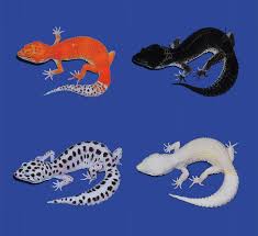 Black or red lights are not needed for nighttime heat, and can interfere with your gecko's day/night cycle. Leopard Gecko Skin Tumors Traced To Cancer Gene Hhmi