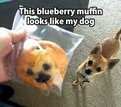 Dog Muffin Chihuahua Funny Cute Animals Dog Memes