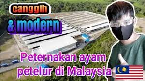 Peternak mengecek pakan ternak ayam broiler di kecamatan gegesik, kabupaten cirebon, jawa barat, kamis (25/2/2016 Tempat Kerja Canggih Dan Modern Peternakan Ayam Petelur Di Malaysia Youtube