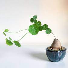 Stephania Erecta Houseplants Plants House Plants Decor Moss Plant