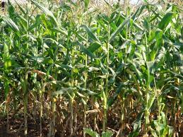 Young maize crop young maize crop, atherton tableland, queensland with distant hills. Icar Research Complex For Goa