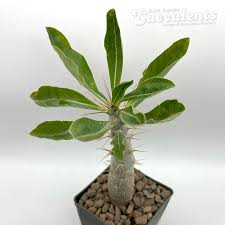 Image result for Pachypodium