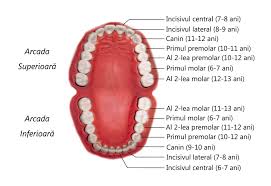 Dintii sunt o parte importanta in viata unui om, nu doar din punct de vedere estetic, ci mai ales functional. CreÈ™terea DinÅ£ilor PermanenÅ£i Varste De ErupÈ›ie Sorident