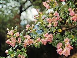 Image result for Escallonia