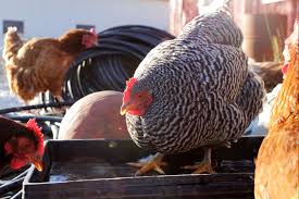 However, backyard chickens can be a lot of work and bring their own unique challenges, so they aren't the right fit for everyone. Easy Chicken Care Tasks To Make Part Of Your Routine
