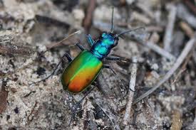 Image result for Tridactyle gentilii