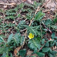 Image result for Tribulus excrucians