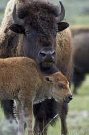 Bison Bison Bison Cow And Calf Photographic Print James Hager Art Com In 2020 Cow Calf Buffalo Animal American Bison