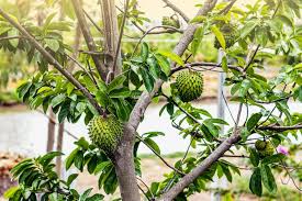 Image result for Annona muricata