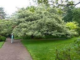Check spelling or type a new query. Inverewe Garden Poolewe A Huge Variegated Turkey Oak Q Flickr