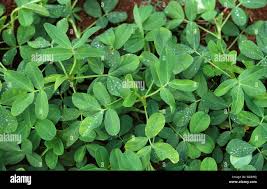 Image result for Arachis hypogaea