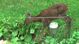 Rehe Fressen Unseren Garten Leer Youtube