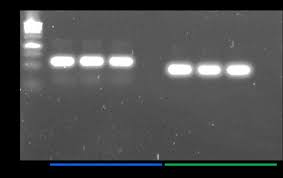 Image result for Raphidiocystis phyllocalyx