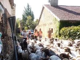 Photo Actualits Saint-Gride - ladepeche.fr