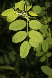 Image result for Indigofera trita