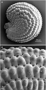 Image result for Sclerodactylon macrostachyum