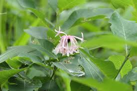 Image result for Dais cotinifolia