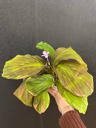 Image result for Kaempferia