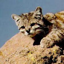 Determinativkompositum der substantive rohr und katze. Andenkatze Bergkatze Leopardus Jacobitus Biologie Seite De