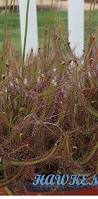 Image result for Drosera burkeana