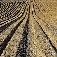 土壌改良の重要性とは？環境を整備する資材の種類と使用時の注意点 ｜ コラム ｜ セイコーエコロジア さん