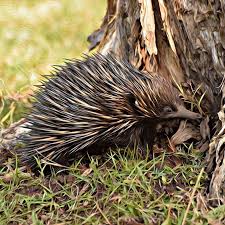 Echidna Oil Painting Oil Painting Painting Echidna