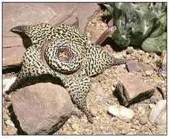 Image result for Orbea paradoxa