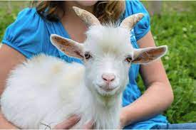 We breed our goats in the fall for spring kiddings. Everything You Need To Know About Pygmy Goats
