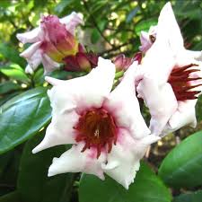 Image result for Strophanthus