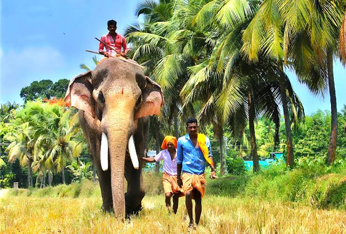 Thechikottukavu Ramachandran, the most loved (and also hated) elephant in Kerala