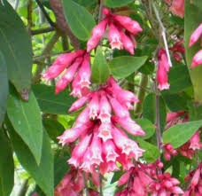 Image result for Cestrum elegans