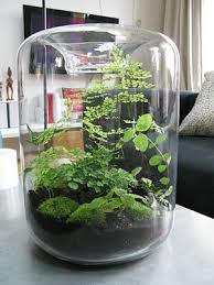 Pin On Terrariums