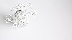 Light academia is an academic aesthetic and the visually lighter counterpart of dark academia. White Like My Soul