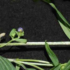 Image result for Exacum oldenlandioides