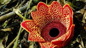 Image result for Balanophoraceae