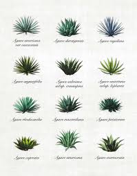 Check spelling or type a new query. The 12 Types Of Agave And What Each Brings To The Mezcal