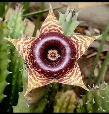 Image result for Monsonia senegalensis