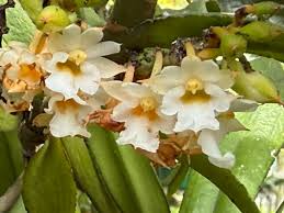 Image result for Calyptrochilum christyanum