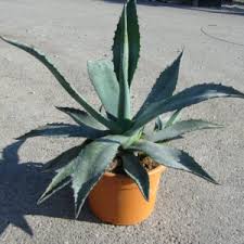 Image result for Agavaceae