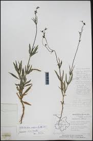 Image result for Kohautia aspera