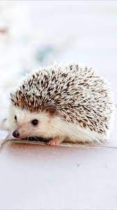 See baby hedgehog stock video clips. Baby Hedgehog Wallpapers Top Free Baby Hedgehog Backgrounds Wallpaperaccess
