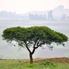 Image result for Acacia abyssinica