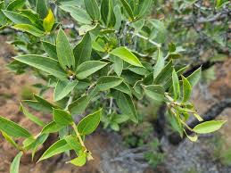 Image result for Strychnos pungens